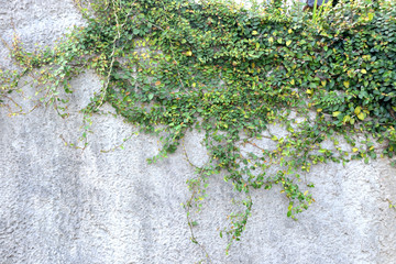 Green creeper plants