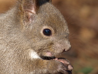 エゾリス　アップ