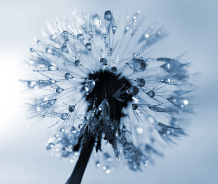Fototapeta Dewy dandelion flower close up