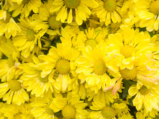 Yellow Daisy Flower background