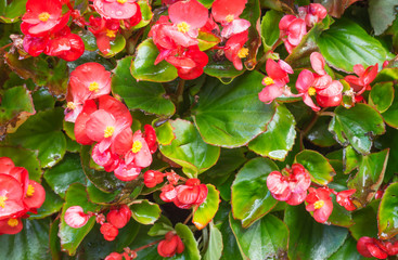beautiful red Begonia Plant closeup