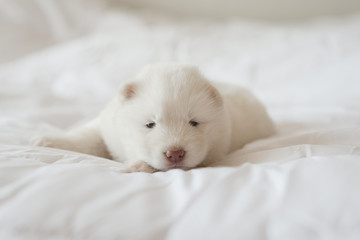 Fototapeta na wymiar siberian husky puppy sleeping on white bed