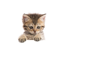 kitten hiding behind a white banner