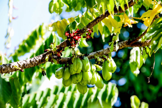 Bilimbi