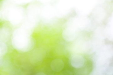 Green nature blurred background , defocused effect