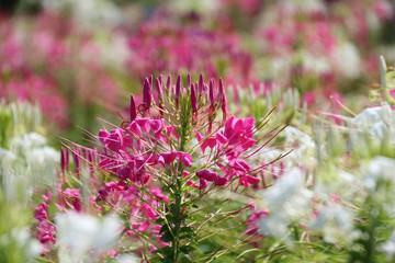 blurred of colorful western tare in the garden , tare flowers
