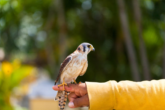 Falke auf der Hand