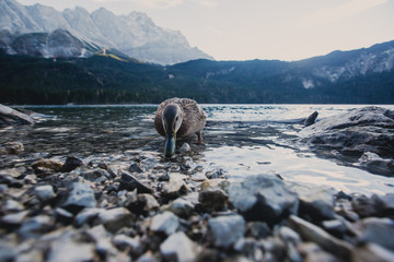 Naklejka premium Beautiful vibrant landscape with sundown on mountain lake Eibsee, located in the Bavaria, Germany, near Zugspitze mountain, Alps, Europe. 