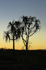 Fototapeta na wymiar pandanus trees in the sunset