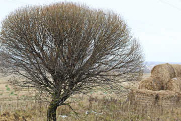 Fall field straw stack