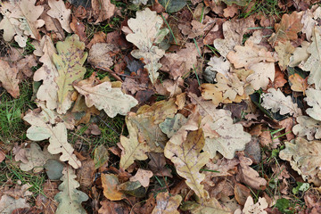 leaves on the ground background