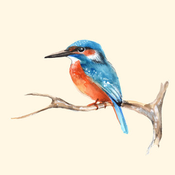 Kingfisher on branch. Vector illustration
