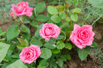 Роза чайная, розовая, четыре цветка на одном кусте с каплями росы