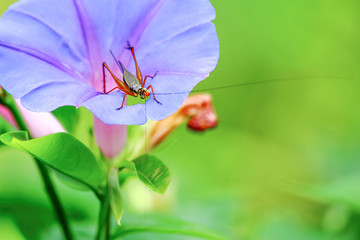 Grasshopper on violet flower