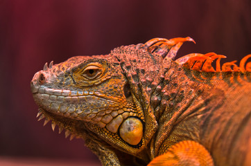 Close-up portrait of curious Iguana reptile