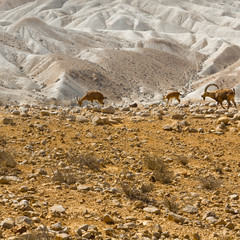 Ibexes in Desert