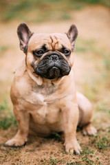French Bulldog Dog Sitting in grass Outdoor