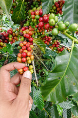 close up hand keep coffee beans for harvesting
