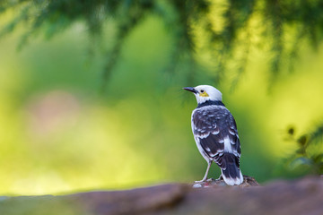 Black-collared Starling perching on stone with green background