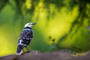 Black-collared Starling perching on stone with green background