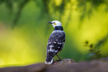 Black-collared Starling perching on stone with green background