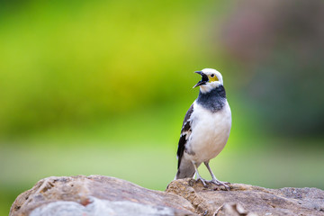 Black-collared Starling singing on stone with green background