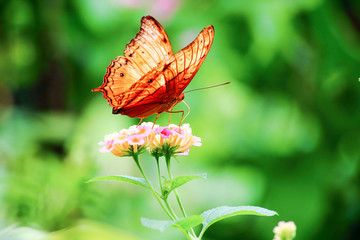 Brown butterfly on small flower