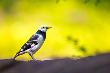 Black-collared Starling perching on stone with green background