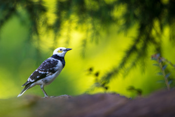 Black-collared Starling perching on stone with green background