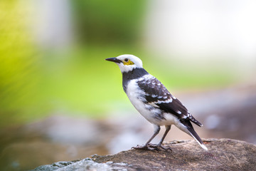Black-collared Starling perching on stone with green background