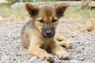 Little dog on the ground