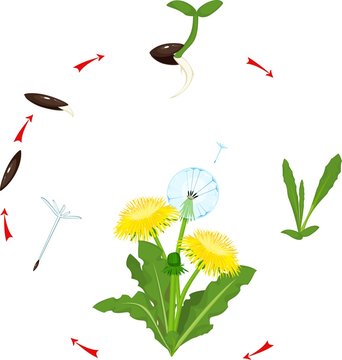 Life cycle of dandelion