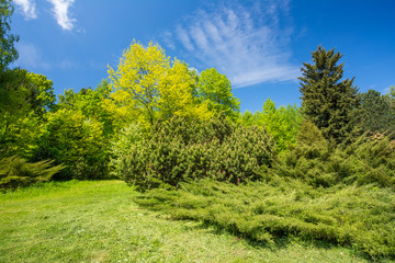 Fototapeta na wymiar Green Trees And Bushes In Spring Garden. Landscaping