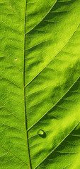 Green leaf with water drop