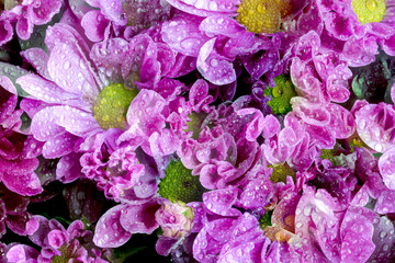 Beautiful Chrysanthemum flower blooming.