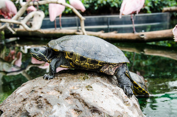 Fototapeta premium Tartaruga