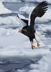 世界遺産の知床を舞う   © kat334