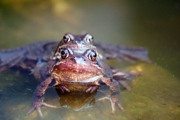 Mating brown frogs couple in the backyard pond