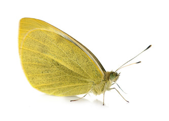 yellow Pieridae butterfly