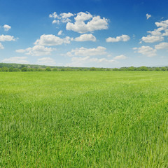 green field and blue sky with light clouds