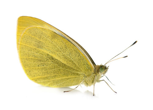 Yellow Pieridae Butterfly