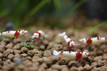 ビーシュリンプ