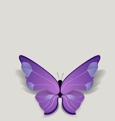 bulk butterfly on pure background