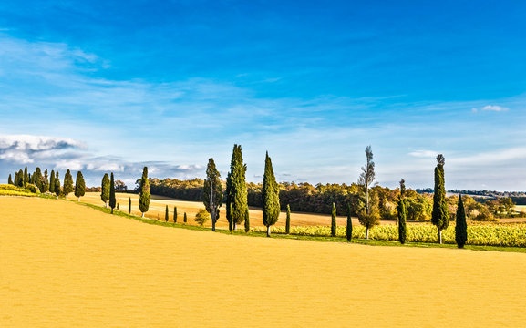 The plant and the vineyard in the beautiful countryside of Lucignano in Tuscany