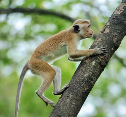 Monkey in the living nature