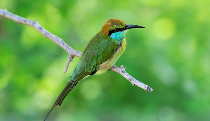 Little Green Bee-eater