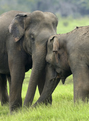 Elephants