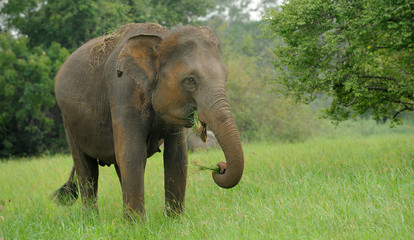 Fototapeta premium Elephants