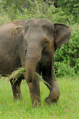 Fototapeta premium Elephants