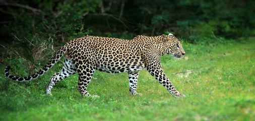 Fotobehang Leopard © byrdyak